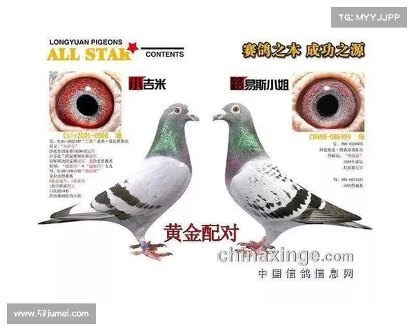 大马羽球超级1000赛六大看点解析与未来发展趋势分析